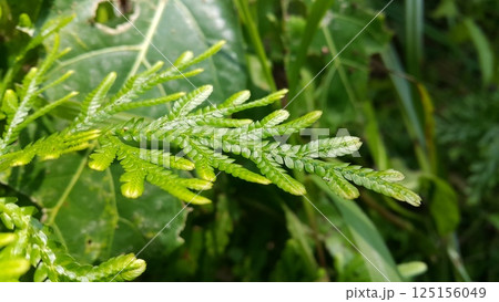 Selaginella plana, commonly known as the Asian spikemoss, is a lycophyte native to tropical Asia. Shot in jungle. Selaginellaceae, doradilla, Selaginella delicatula. 125156049