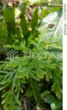 Selaginella plana, commonly known as the Asian spikemoss, is a lycophyte native to tropical Asia. Shot in jungle. Selaginellaceae, doradilla, Selaginella delicatula. 125156050