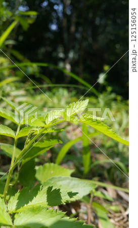 Rubus rosifolius leaves background. Found in rainforest and tall open forests of the Himalayas, East Asia, and eastern Australia. West Indian Raspberry, Ola'a, Roseleaf Raspberry, Rose-leaf Bramble. Rubus rosifolius leaves background. Found in rainforest and tall open forests of the Himalayas, East Asia, and eastern Australia. West Indian Raspberry, Ola'a, Roseleaf Raspberry, Rose-leaf Bramble. 125156054
