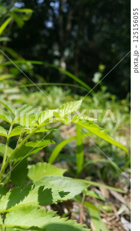 Rubus rosifolius leaves background. Found in rainforest and tall open forests of the Himalayas, East Asia, and eastern Australia. West Indian Raspberry, Ola'a, Roseleaf Raspberry, Rose-leaf Bramble. 125156055
