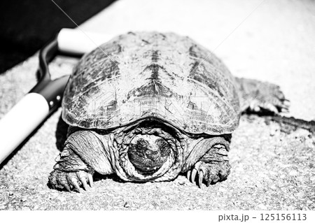 Selective focus on a large snapping turtle crossing a paved road in search of new territory. 125156113