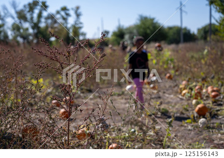 School Class field trip to a pumpkin patch in the fall School Class field trip to a pumpkin patch in the fall 125156143