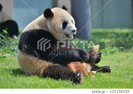 おいしそうにタケノコを食べる梅浜 125156285