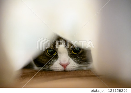 毛布の中の猫 毛布の中の猫 125156293
