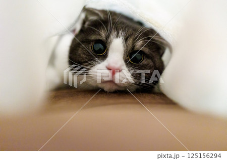 毛布の中の猫 毛布の中の猫 125156294