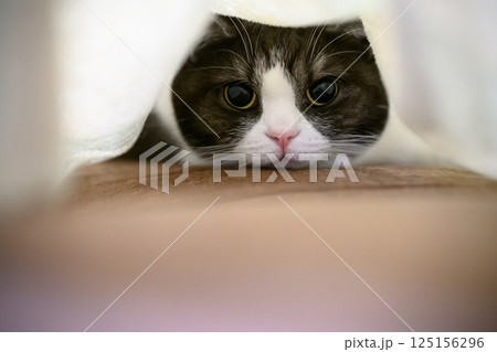毛布の中の猫 毛布の中の猫 125156296