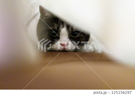 毛布の中の猫 毛布の中の猫 125156297