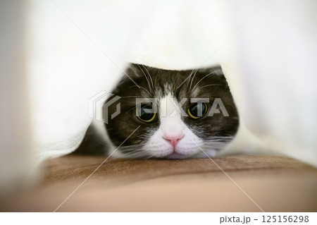 毛布の中の猫 125156298