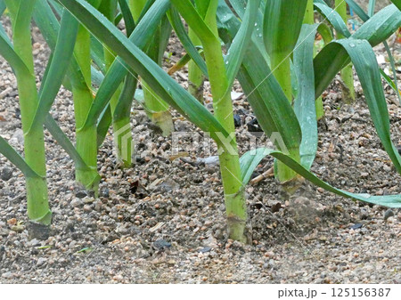 健康野菜・ニンニクの畑(家庭菜園)の写真 健康野菜・ニンニクの畑(家庭菜園)の写真 125156387
