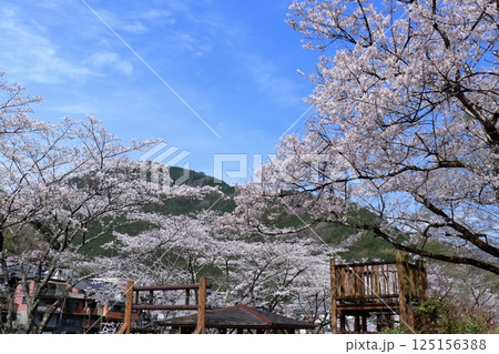 仁淀川町ふれあい公園の桜 (高知県) 仁淀川町ふれあい公園の桜 (高知県) 125156388