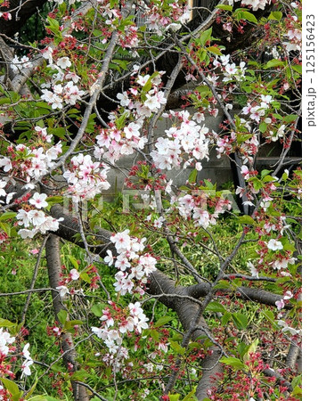 満開のマメザクラ 125156423