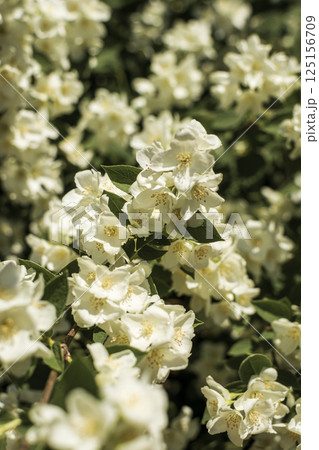close-up of densely blooming jasmine. A close up of a flower 125156709