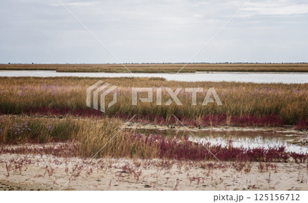 picturesque meadows and swamps of the island picturesque meadows and swamps of the island 125156712