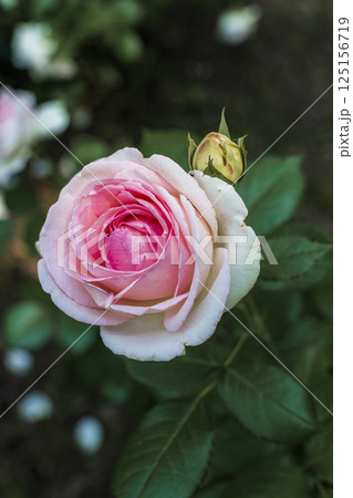 close-up of a lush rose flower of soft pink color and a bud. close-up of a lush rose flower of soft pink color and a bud. 125156719