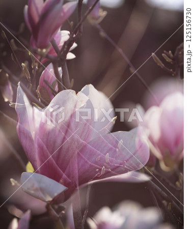 Pink magnolia blossom. Closeup of pink magnolia flowers outdoors in spring time 125156730