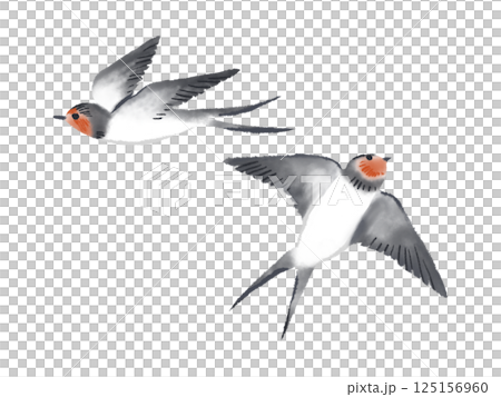 Flying bird: Swallow 125156960