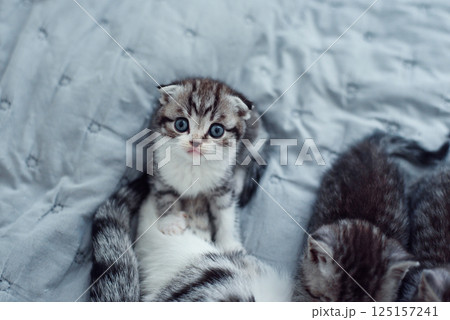 Adorable fluffy small light grey domestic fold Scottish kitten sit on grey soft sofa at home. 125157241