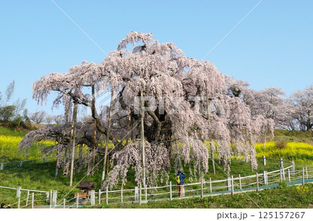 樹齢千年以上　天然記念物の一本桜　三春の滝桜が咲き誇る風景 125157267
