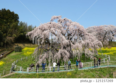 樹齢千年以上　天然記念物の一本桜　三春の滝桜が咲き誇る風景 125157269