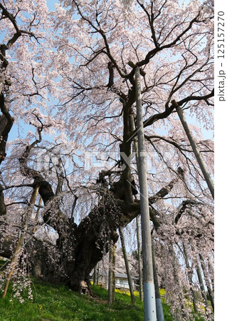 樹齢千年以上　天然記念物の一本桜　三春の滝桜が咲き誇る風景 125157270