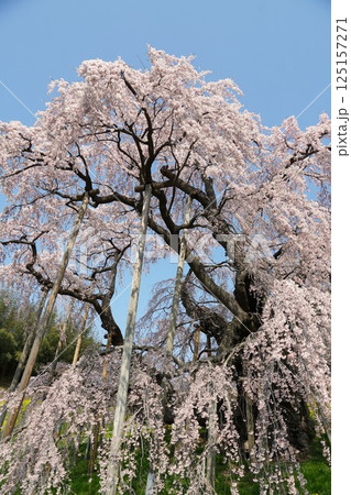 樹齢千年以上　天然記念物の一本桜　三春の滝桜が咲き誇る風景 125157271
