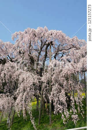樹齢千年以上　天然記念物の一本桜　三春の滝桜が咲き誇る風景 125157273