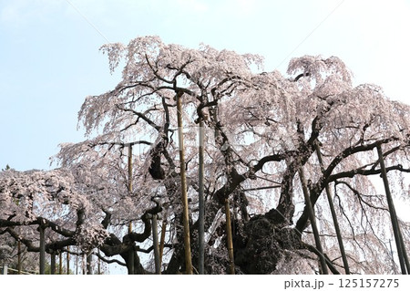 樹齢千年以上　天然記念物の一本桜　三春の滝桜が咲き誇る風景 125157275