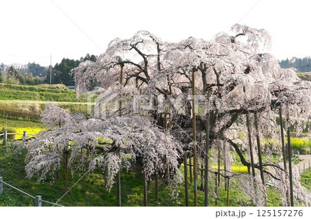 樹齢千年以上 天然記念物の一本桜 三春の滝桜が咲き誇る風景 樹齢千年以上 天然記念物の一本桜 三春の滝桜が咲き誇る風景 125157276