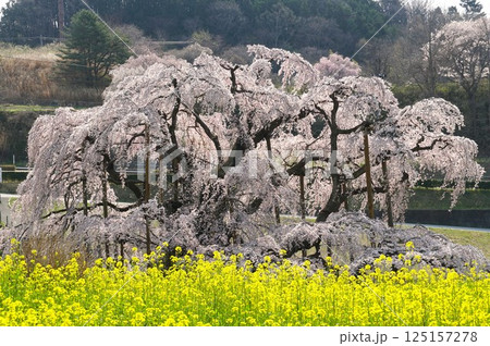 樹齢千年以上　天然記念物の一本桜　三春の滝桜が咲き誇る風景 125157278