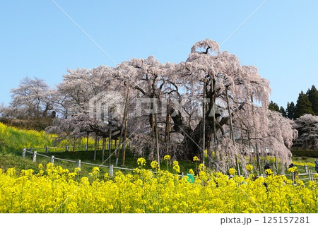 樹齢千年以上　天然記念物の一本桜　三春の滝桜が咲き誇る風景 125157281