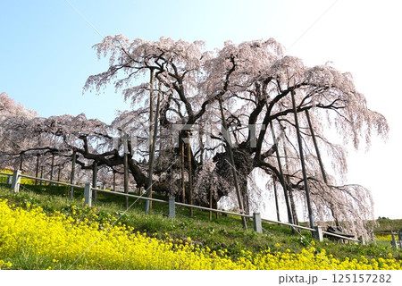 樹齢千年以上　天然記念物の一本桜　三春の滝桜が咲き誇る風景 125157282