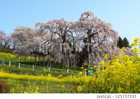 樹齢千年以上　天然記念物の一本桜　三春の滝桜が咲き誇る風景 125157283