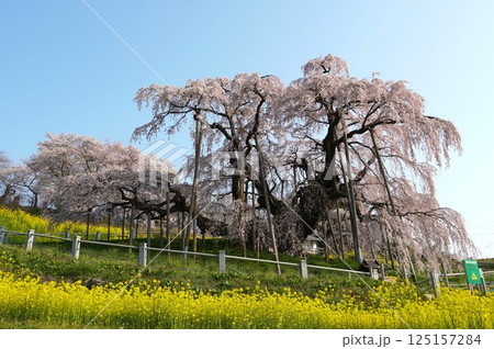 樹齢千年以上 天然記念物の一本桜 三春の滝桜が咲き誇る風景 樹齢千年以上 天然記念物の一本桜 三春の滝桜が咲き誇る風景 125157284