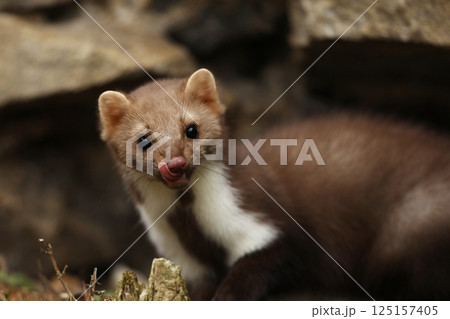 Beautiful cute forest animal. Beech marten, Martes foina, in autumn. Wildlife scene from Czech republic. Beech marten, small opportunistic predator in nature habitat. Czech republic 125157405