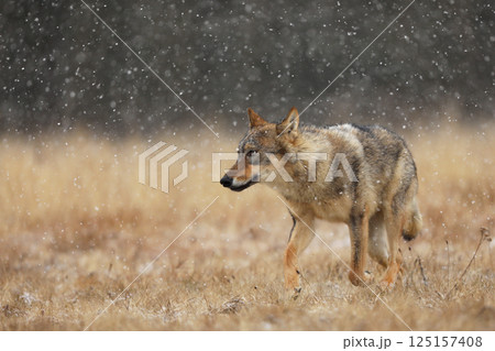 Gray wolf, Canis lupus, in the early winter, on the meadow near forest. Wolf in the nature habitat. Wolf looking on prey 125157408