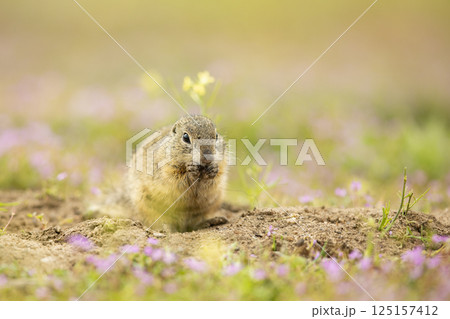 European Ground Squirrel, Spermophilus citellus, eat the seed in the green grass during spring. Czech Republic. Wildlife scene from nature. European souslik on meadow. 125157412