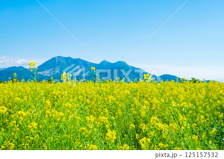 飯山市・常盤菜の花畑 125157532