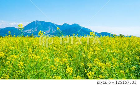 飯山市・常盤菜の花畑 125157533