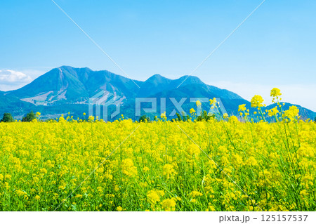飯山市・常盤菜の花畑 125157537