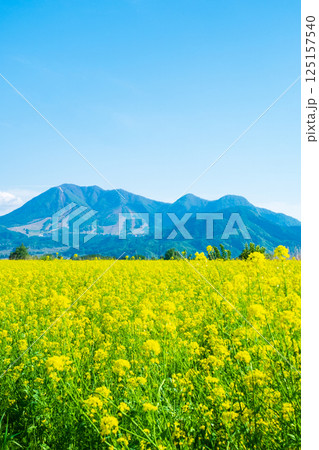 飯山市・常盤菜の花畑 飯山市・常盤菜の花畑 125157540