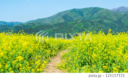 飯山市・常盤菜の花畑 飯山市・常盤菜の花畑 125157572