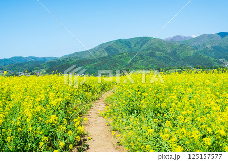 飯山市・常盤菜の花畑 飯山市・常盤菜の花畑 125157577