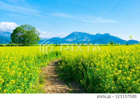 飯山市・常盤菜の花畑 125157580