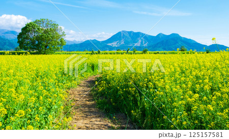 飯山市・常盤菜の花畑 125157581