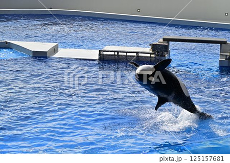 ジャンプするシャチ 125157681