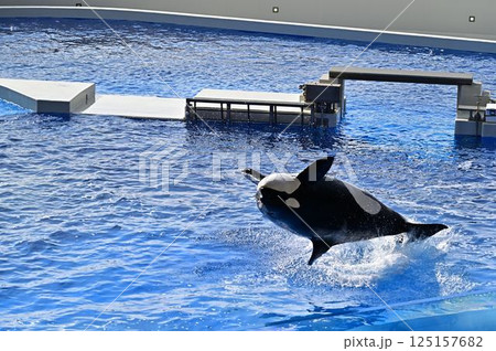 ジャンプするシャチ 125157682