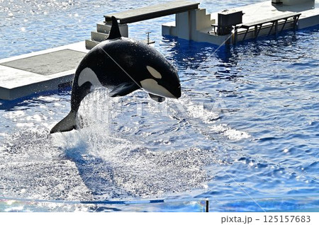 ジャンプするシャチ 125157683