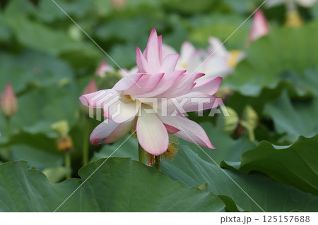 日本自然保護大賞を受賞した復活の篠山城蓮ー四 日本自然保護大賞を受賞した復活の篠山城蓮ー四 125157688