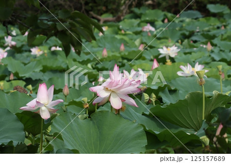 日本自然保護大賞を受賞した復活の篠山城蓮ー五 日本自然保護大賞を受賞した復活の篠山城蓮ー五 125157689