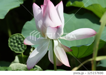 日本自然保護大賞を受賞した復活の篠山城蓮ー六 日本自然保護大賞を受賞した復活の篠山城蓮ー六 125157690